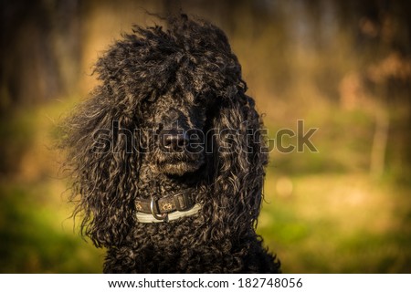royal poodle dog