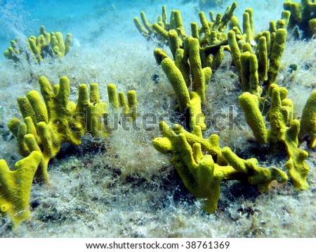 Tube sea sponge