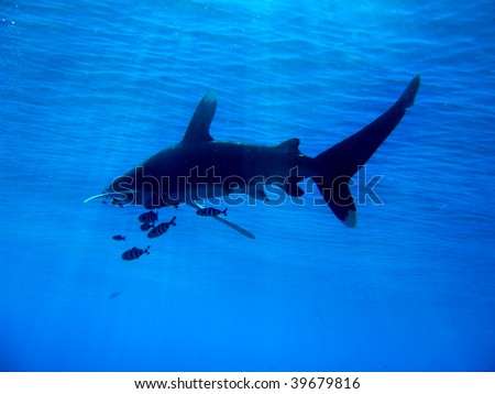 oceanic white tip shark, Carcharinus longimanus, St John\'s Reef, Red Sea