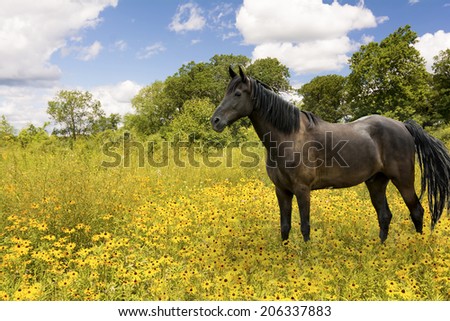 Photo of a beautiful dark brown horse grazing in a pasture filled with black eyed susan wildflowers.