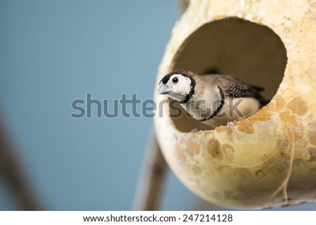 The double-barred finch  is an estrildid finch found in dry savannah, tropical grassland and shrubland habitats in northern and eastern Australia. They are sometimes called owl finch.