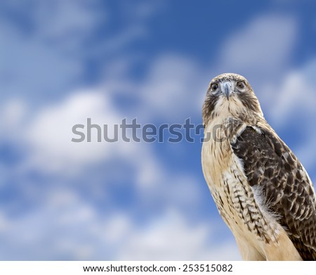 Close up of a Red Tailed Hawk with a beautiful blue, cloudy sky background. The most common hawk in North America.
