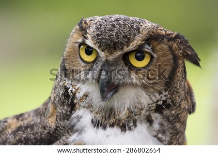 Close up of a Great Horned Owl also known as the Tiger Owl.  It\'s a large owl native to the Americas.