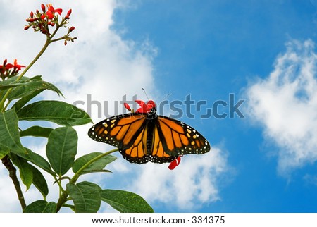 A monarch butterfly isolated on white background.