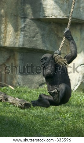 Gorilla Baby Swinging On A Rope Like Tarzan. Stock Photo 335596 ...