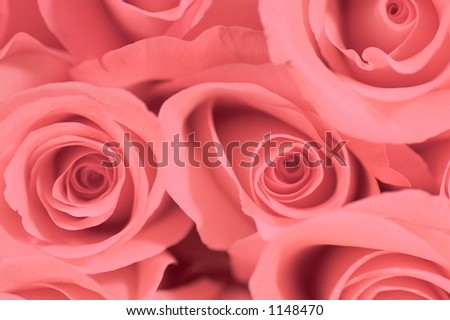 Close-up of a dozen fresh pink roses.