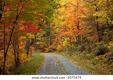 Beautiful peak fall colors in October along a quiet country road.  A good mix of hardwood trees provides a very stunning and colorful pallet of autumn colors.