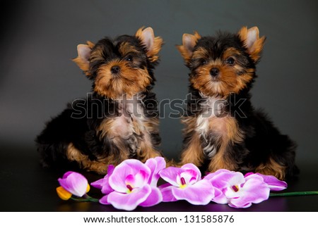 two puppies of a Yorkshire terrier on a black background