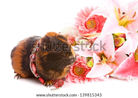 guinea pig on a white background about flowers and a beads, isolated