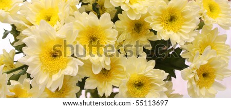 bouquet from white chrysanthemums, on a white background, is isolated.