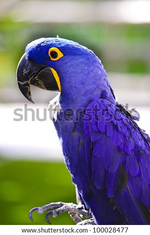 A bright colored hyacinth macaw.
