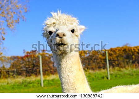 Portrait of a white alpaca with fall leaves in the back ground