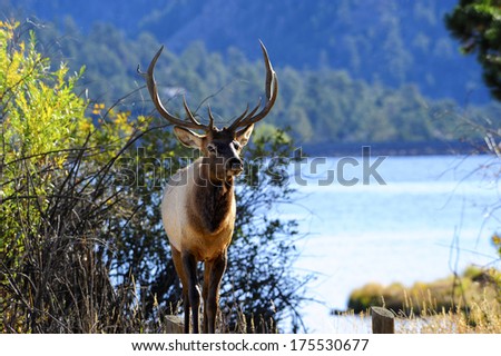 Portrait of a Bull Elk with lake in background