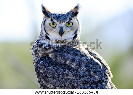 A portrait of a Great Horned Owl
