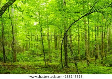 Green forest in the Great Smoky Mountains national Park.