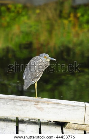 A juvenile black-crowned night heron sitting on a fence.