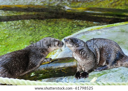 Two african spot necked otters touching noses