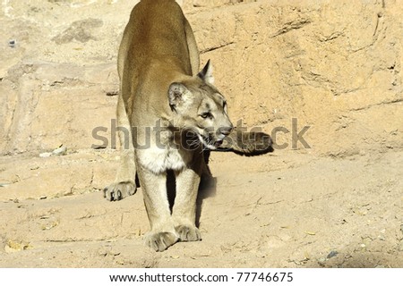 A close up of a mountain lion standing on red rocks