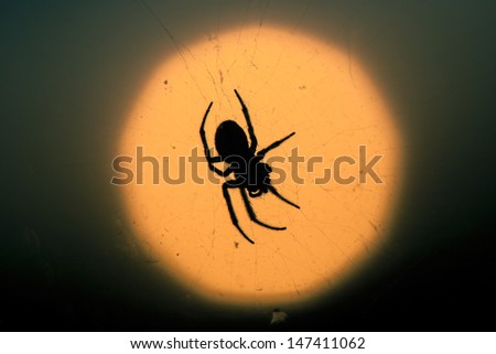 Strong silhouette of a spider in its web in front of a sunset