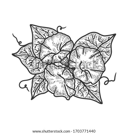 Morning Glories Drawing At Getdrawings Free Download Morning Glories Drawing At Getdrawings Free Download