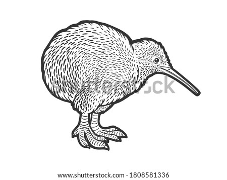 Kiwi bird sketch engraving vector illustration. T-shirt apparel print design. Scratch board imitation. Black and white hand drawn image.