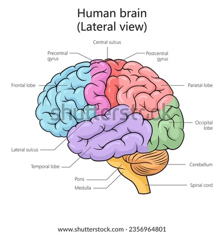 Human brain structure lateral view diagram schematic vector illustration. Medical science educational illustration