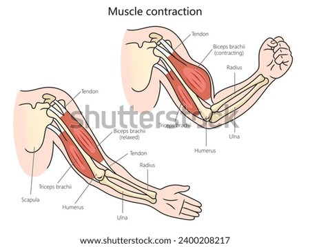 Human muscle contraction structure diagram hand drawn schematic vector illustration. Medical science educational illustration