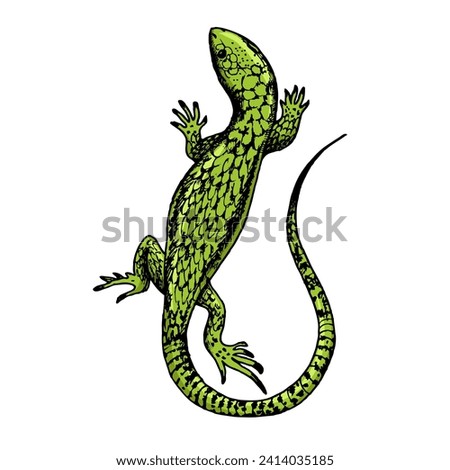 Lizard hand drawn color sketch engraving vector illustration. Scratch board style imitation. Hand drawn image.