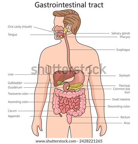 Gastrointestinal tract structure diagram hand drawn schematic vector illustration. Medical science educational illustration