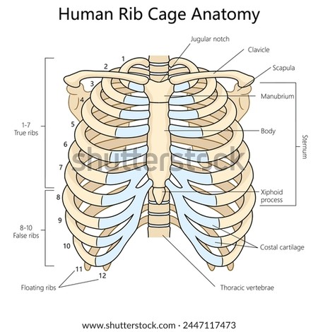 Human Body Drawing Reference | Free download on ClipArtMag