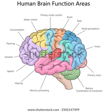 functional areas of the human brain, including motor control, vision, speech, memory processing, and emotion diagram hand drawn schematic vector illustration. Medical science educational illustration