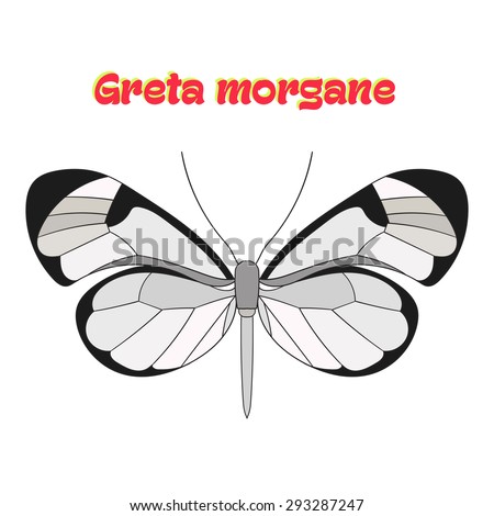 Butterfly greta morgane vector illustration