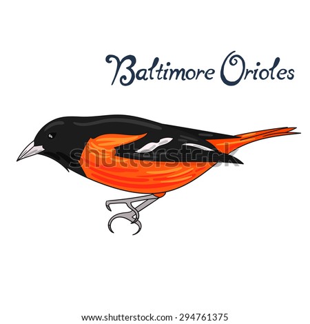 Bird baltimore orioles vector illustration