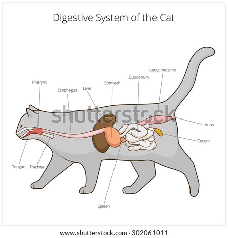 Digestive System Of The Cat Vector Illustration - 302061011 : Shutterstock