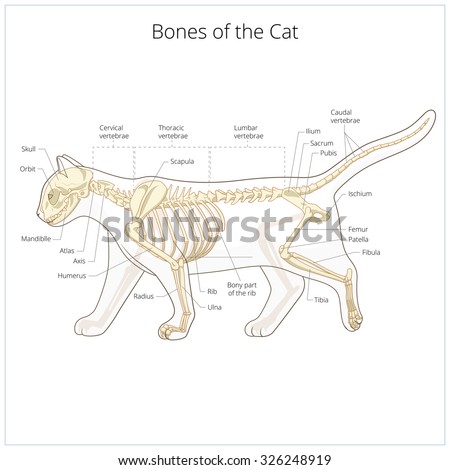 Cat Skeleton Veterinary Vector Illustration, Cat Osteology, Bones ...