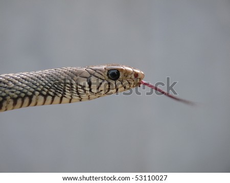 Indian Rat Snake flicking it\'s Tongue