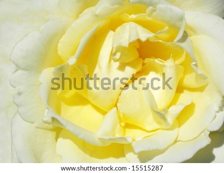 Yellow rose-macro-Niagara Park Botanical Garden-Ontario,Canada