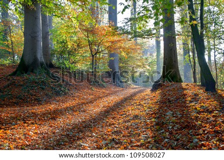 Autumn Forest.Forest Road. Landscape with the autumn forest. Dry leaves in the foreground.