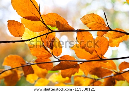 Landscape with the autumn forest. Bright colors of autumn leaves in the park. Lonely beautiful autumn tree.