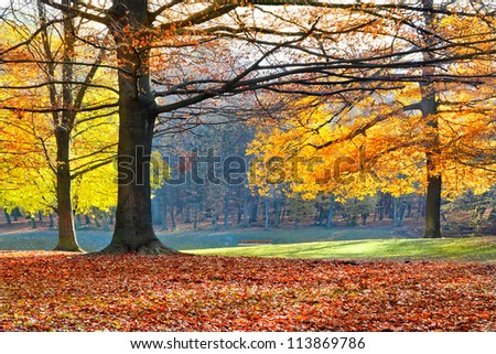 Landscape with the autumn forest. Bright colors of autumn leaves in the park. Lonely beautiful autumn tree. Old tree.
