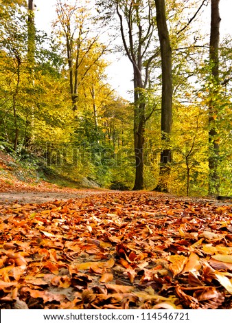 Road in the autumn park. Autumn Landscape. Park in Autumn. Forest  in Autumn. Dry leaves in the foreground.