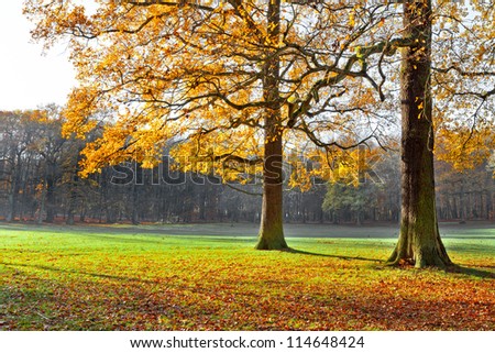Autumn Evening in the park. The slanting rays of the sun. Landscape with the autumn forest. Autumn landscape with trees and lawn in the foreground.