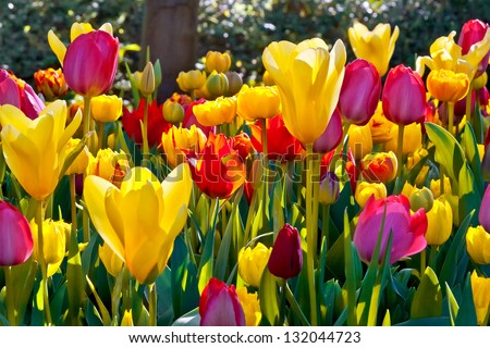 Colorful tulips in the park. Spring landscape.