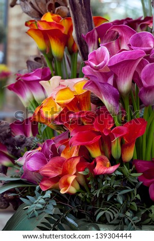 Bouquet of multicolored calla lilies. Floral pattern. Close-up. Abstract background.