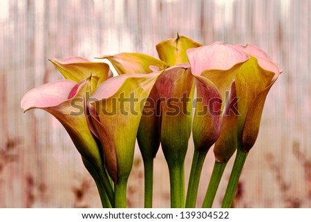Bouquet of calla lilies. Floral pattern. Close-up. Abstract background.