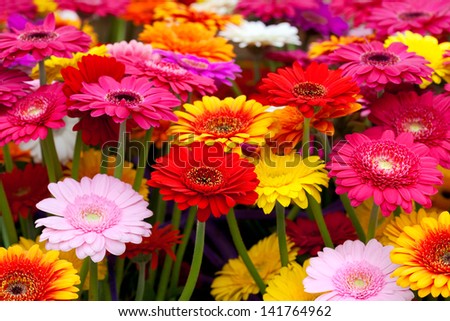 Bouquet of multicolored gerberas. Floral pattern.