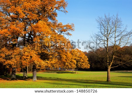 Autumn Landscape. Park in Autumn. Landscape with the autumn forest. Dry leaves in the foreground. Old tree. Lonely beautiful autumn tree.