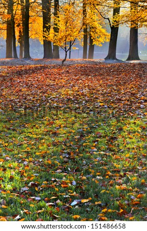 Autumn Landscape. The bright colors of autumn trees. Dry leaves in the foreground.