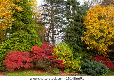The bright colors of autumn trees. Autumn landscape.