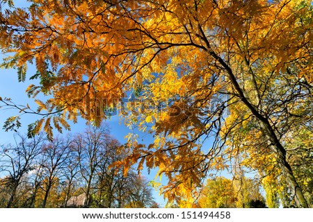 The bright colors of autumn trees. Yellow leaves on a background of blue sky.